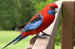 Eastern Rosella