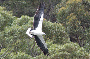 Australian Eagle