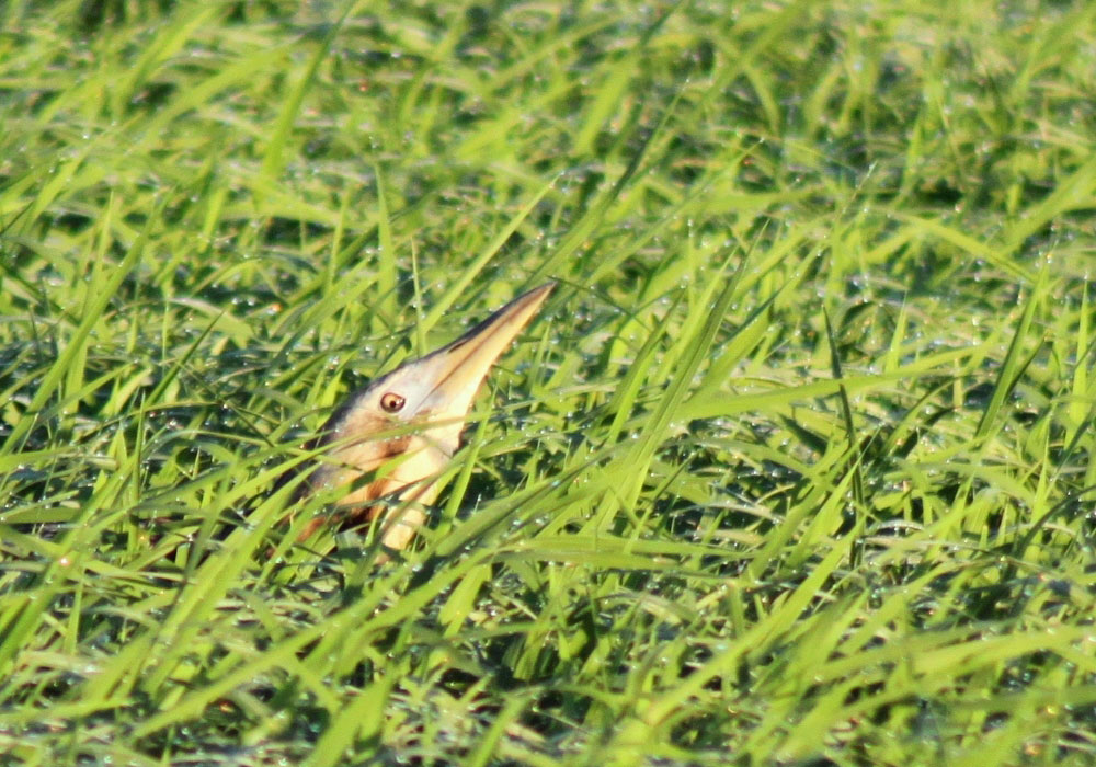 Australian bittern sticking its head out of green wet grass