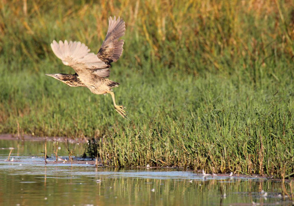 Australian bittern taking off from a wild pond