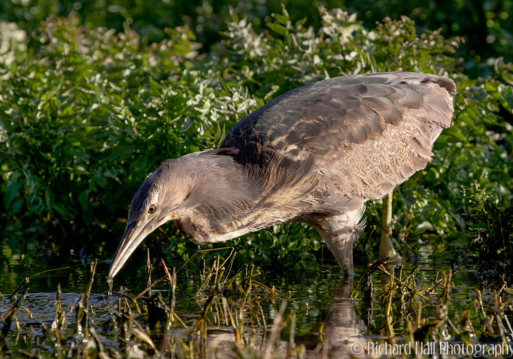 Australian bittern in search for food