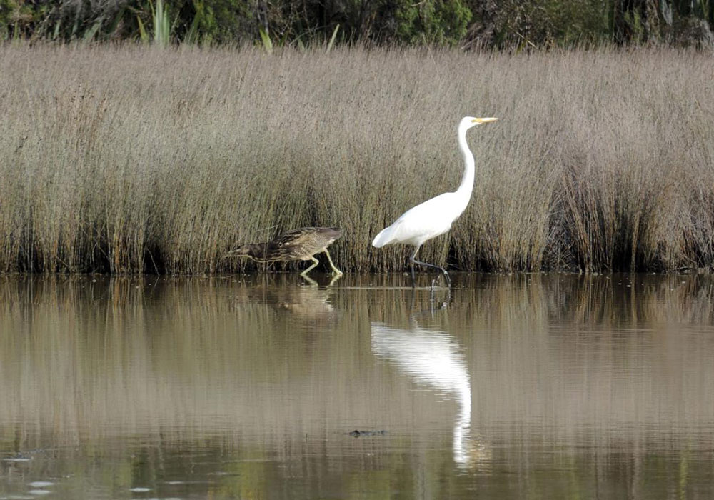 Australian bittern and a white stock going in opposite directions at the edge of a pond