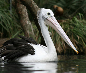 Australian Pelican