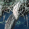 Australasian Bittern