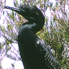 Little Black Cormorant