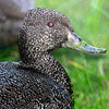 Freckled Duck