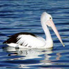 Australian Pelican